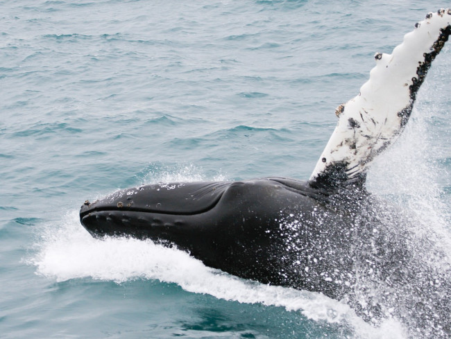 Megattera Megaptera novaeangliae, freenatureimages.eu